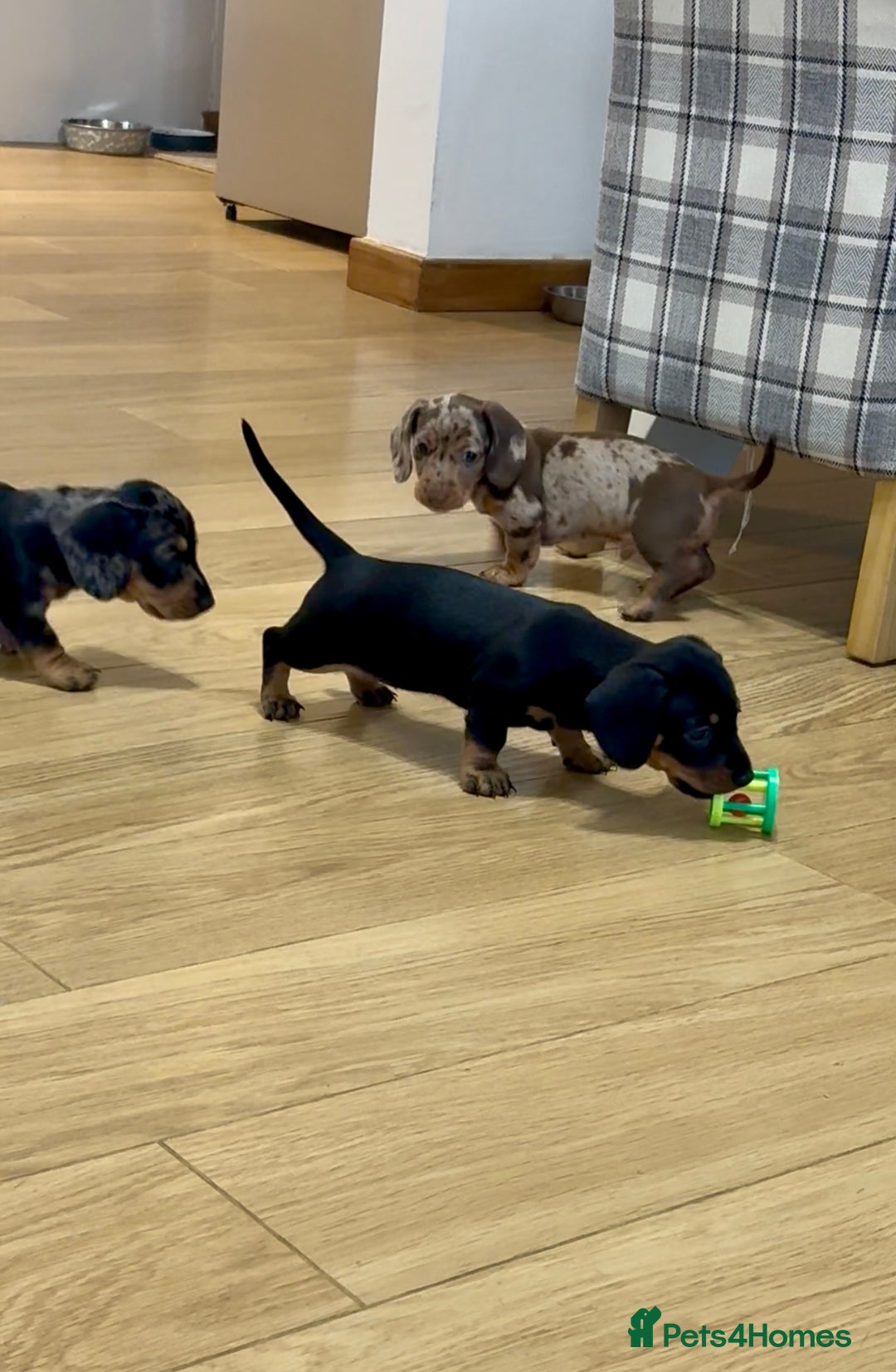 Miniature Dachshund dogs for sale: READY NOW - 2 boys left - KC registered  - Image 3
