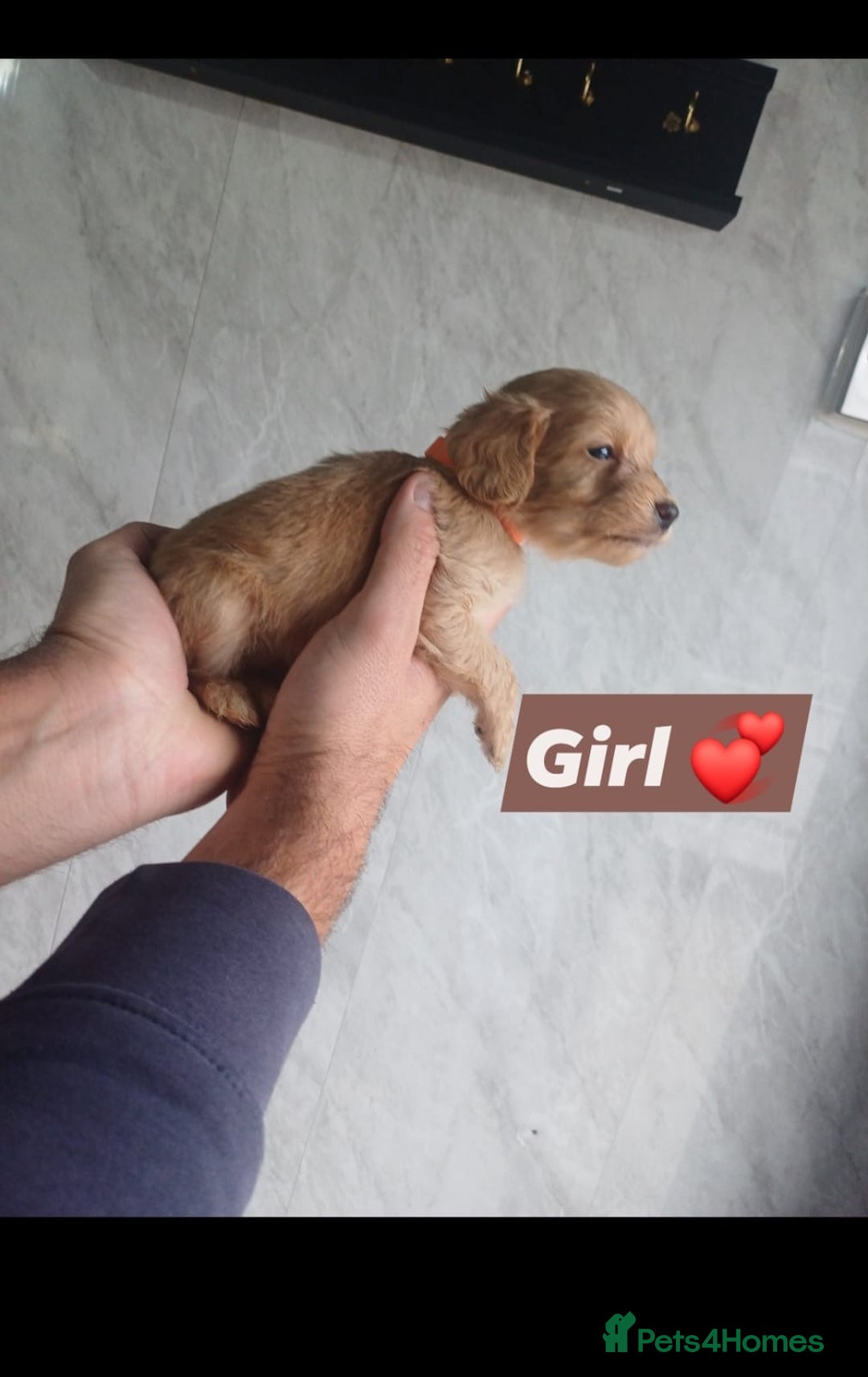 Cockapoo dogs for sale: Beautiful cockerpoos READY TO LEAVE 10th November  - Image 4