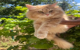 Maine Coon cats for sale: STUNNING MAINE COON - Image 2