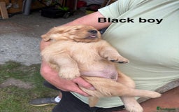 Golden Retriever dogs for sale: Beautiful litter of KC reg Golden Retriever pups  - Image 5