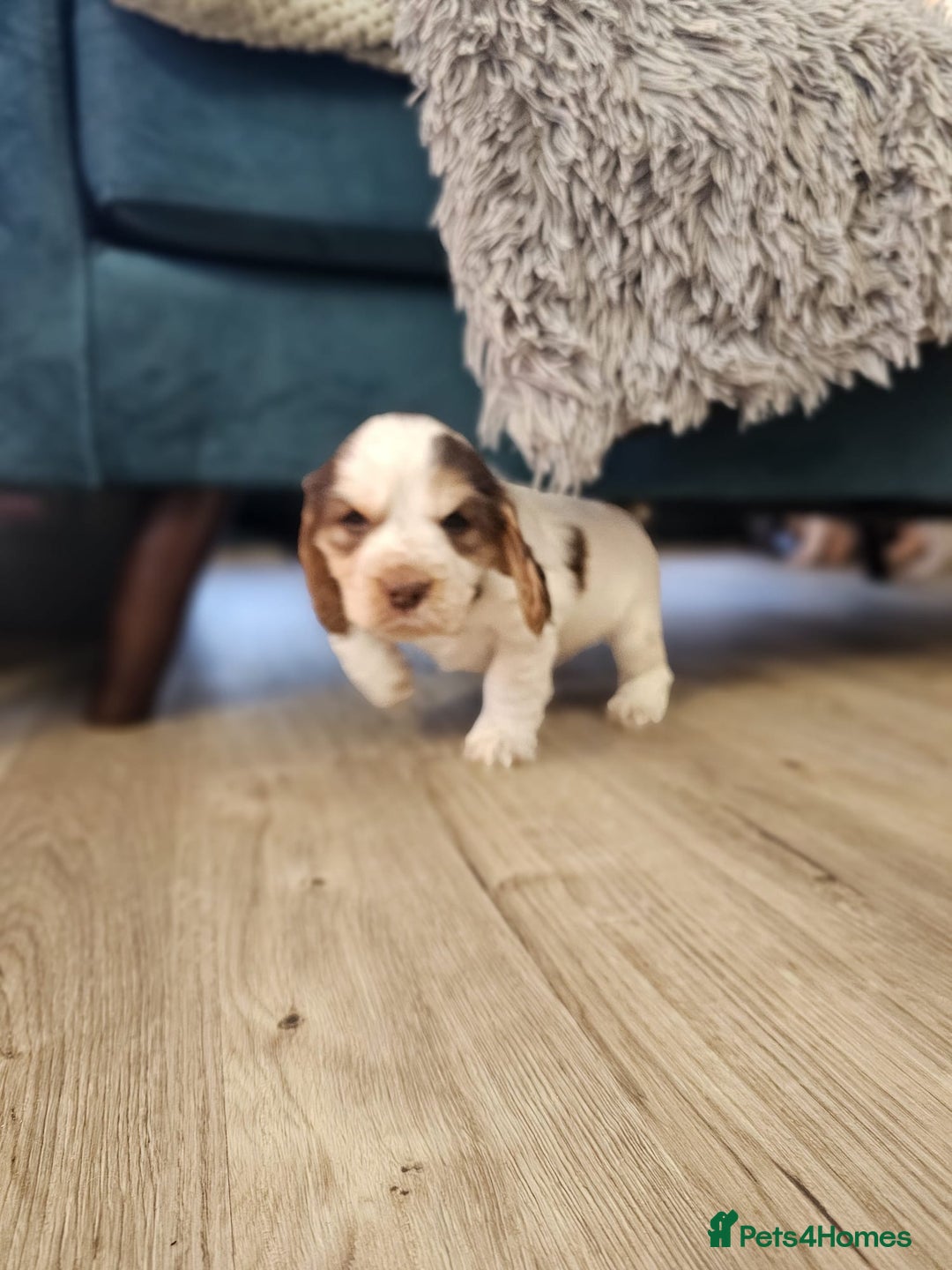 Cocker Spaniel dogs for sale: Fantastic Show / Working Cocker Spaniels - Advert 21