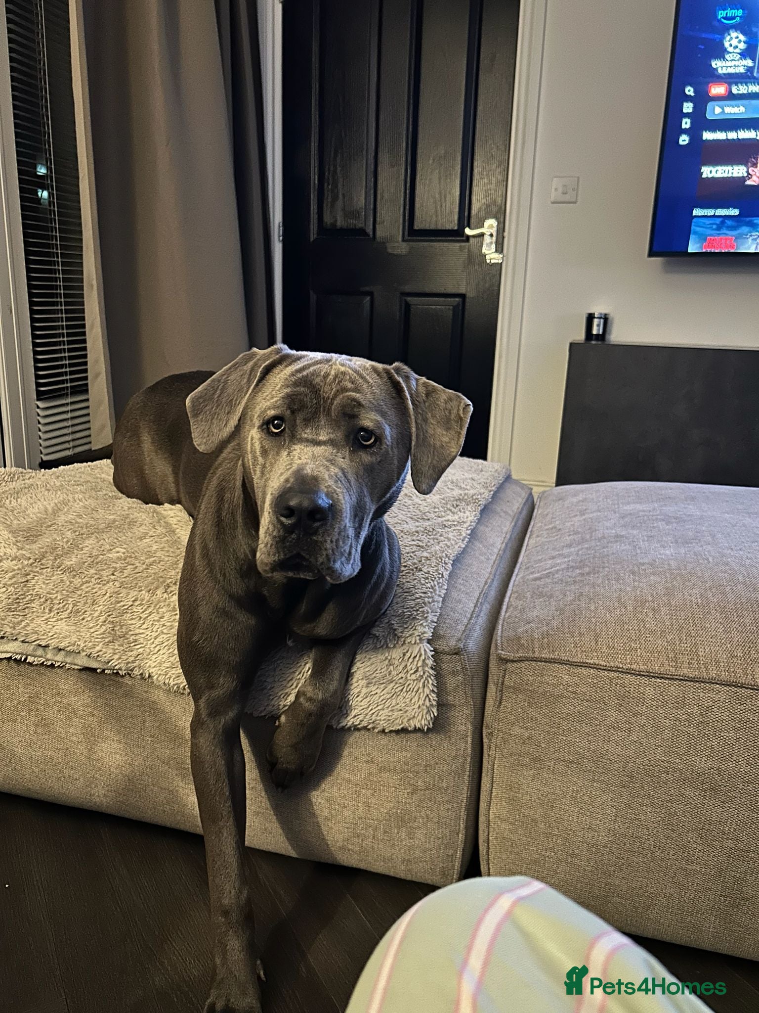 Cane Corso dogs Koa, 14 month olds Italian mastiff / cane corso  - Advert 2