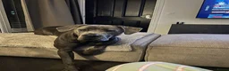 Cane Corso dogs for sale: Koa, 14 month olds Italian mastiff / cane corso  - Advert 1