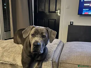 Cane Corso dogs Koa, 14 month olds Italian mastiff / cane corso - Advert 16