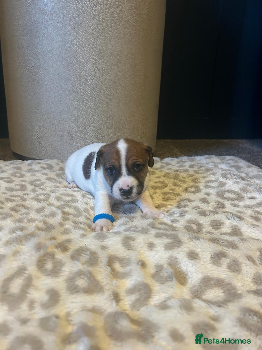 Mixed Breed dogs for sale: Jackastaff - Advert 11