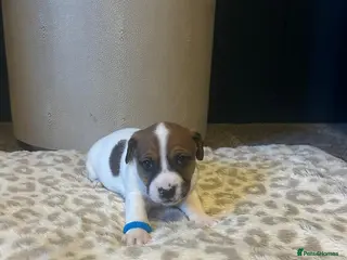 Mixed Breed dogs Jackastaff last 3 boyz left - Advert 14