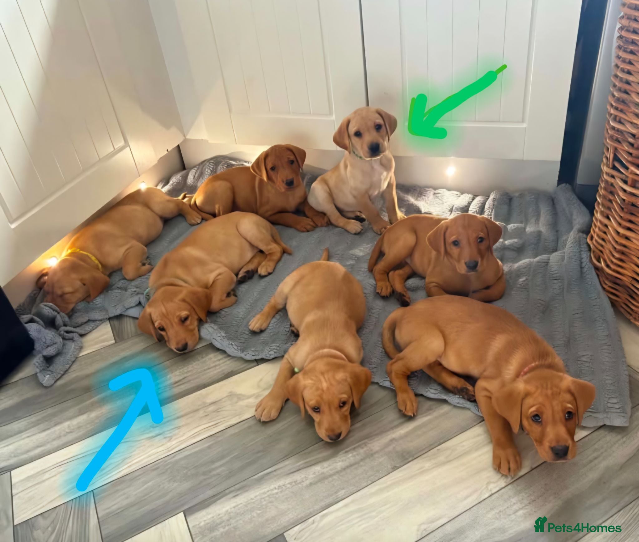 Labrador Retriever dogs 2 beautiful kc labrador boys  - Advert 4