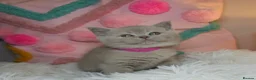 British Shorthair cats for sale: Luxury British Shorthair 🧸 Rare Lilac & Cinnamon - Advert 14