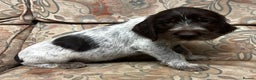 German Wirehaired Pointer dogs for sale: Gorgeous GWP Puppies  - Advert 15