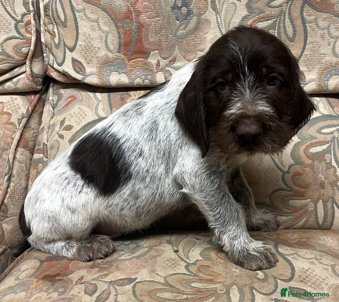 German Wirehaired Pointer dogs for sale: Gorgeous GWP Puppies  - Advert 15