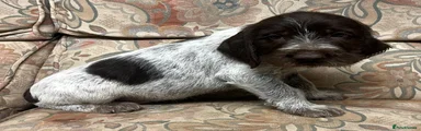German Wirehaired Pointer Puppy 3