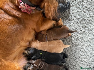 Cocker Spaniel dogs Beautiful Cocker Spaniel Litter - Advert 16