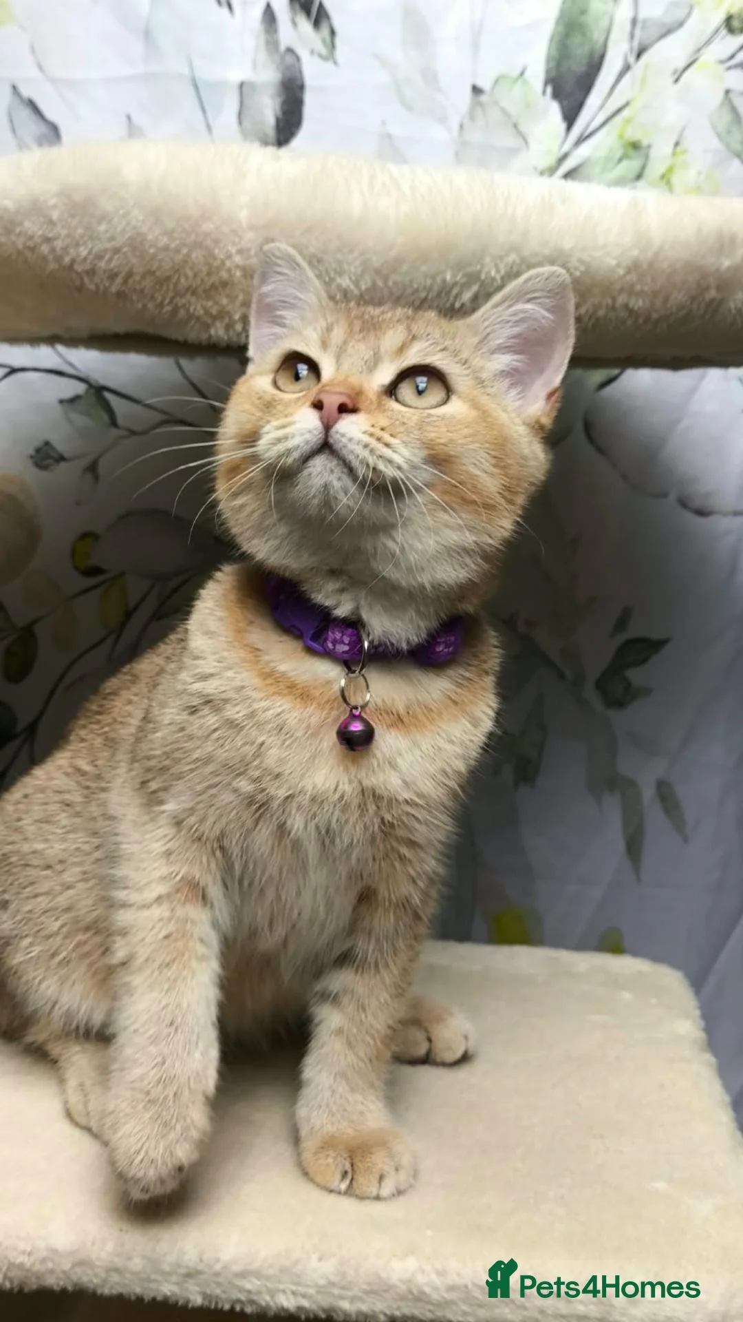 British Shorthair cats for sale: Pure British Shorthair boys❤️ in Barnsley - Advert 1