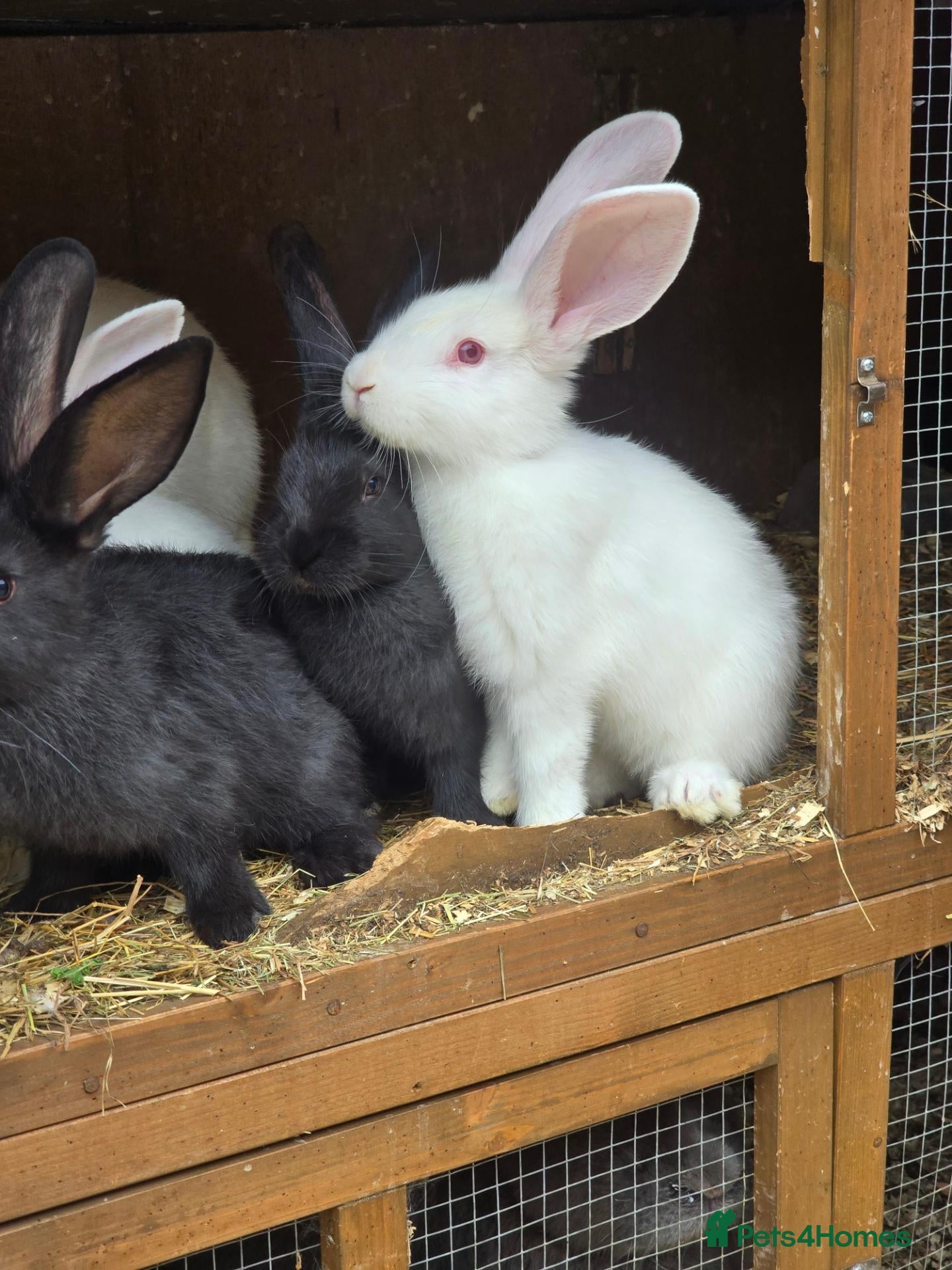 Continental Giant rabbits Continental Giant Rabbit Kits Bookings Now Open 🐰 - Advert 1