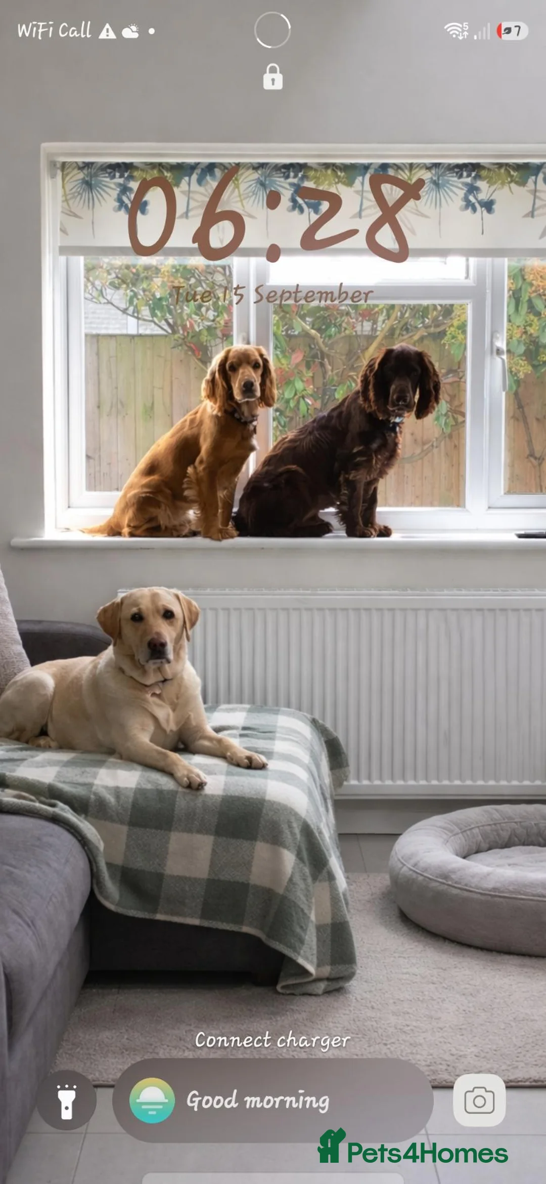Cocker Spaniel dogs for sale: Four Beautiful Cocker Spaniel Puppies  in Chelmsford - Advert 8