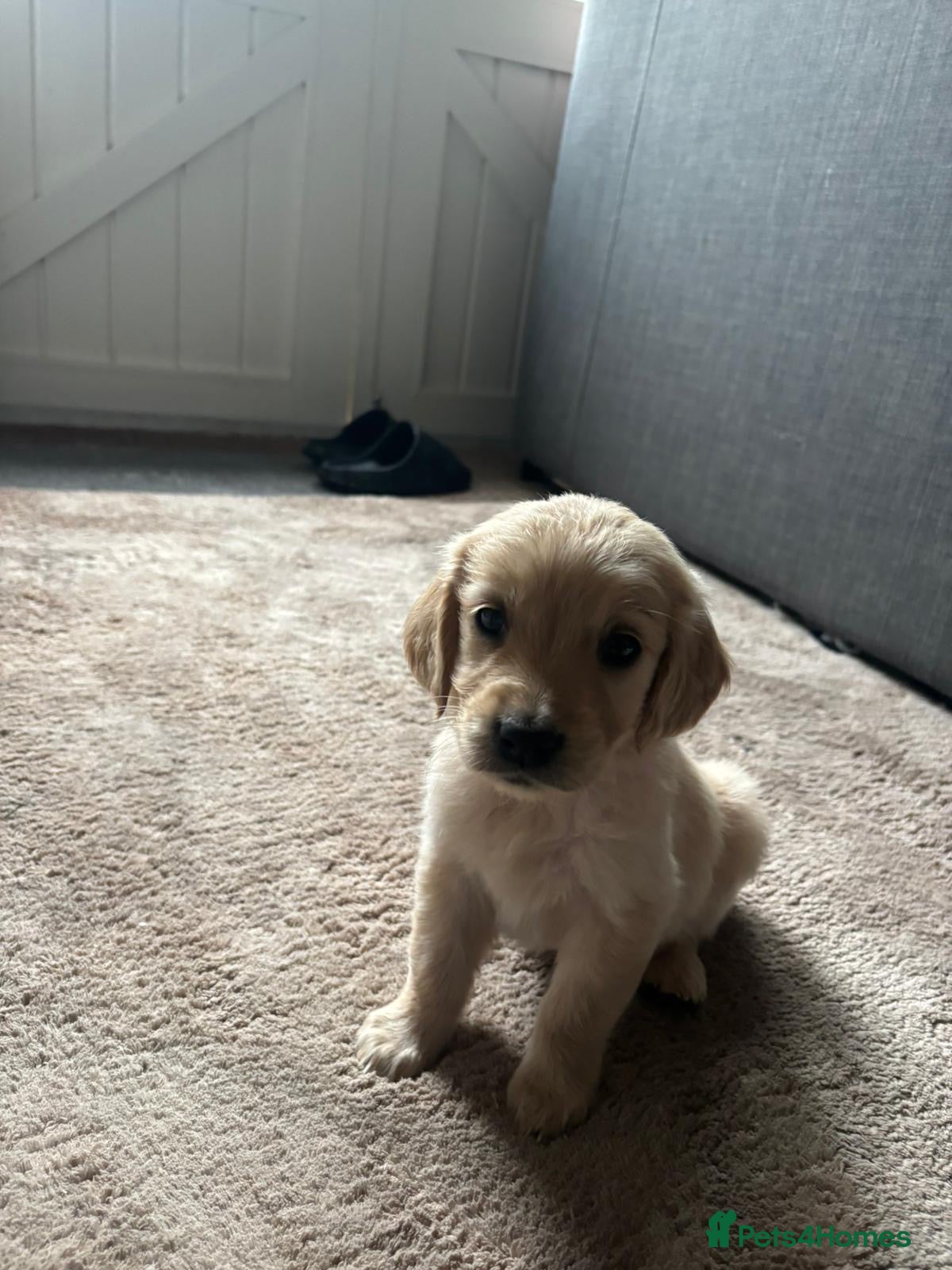 Golden Retriever dogs KC registered Golden Retrievers  - Advert 2