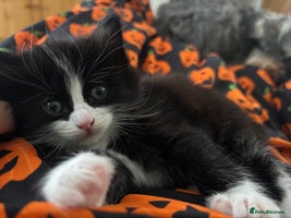 Mixed Breed cats - Advert 4