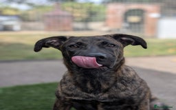 Mixed Breed dogs for adoption: Kiki  - Image 1