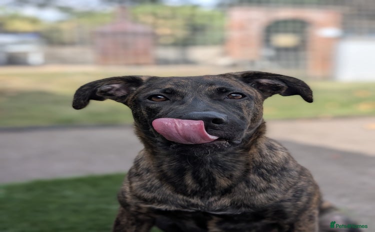 Mixed Breed dogs - Advert 1