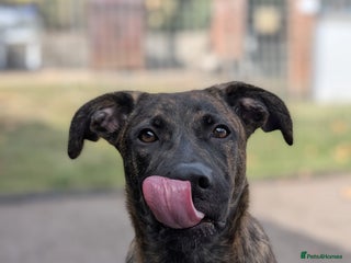 Mixed Breed dogs - Advert 23