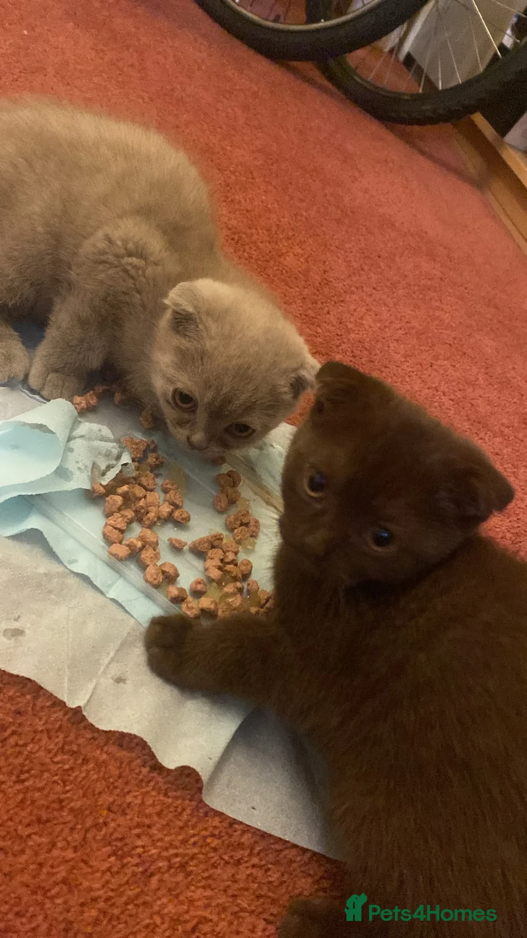 Scottish Fold cats for sale: Scottish fold kittens - Advert 2