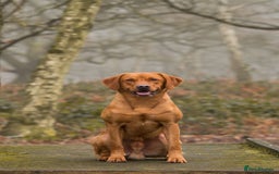 Labrador Retriever dogs for stud: 0/0 Hip & Elbows, Fully Health Tested in Tadcaster - Image 12