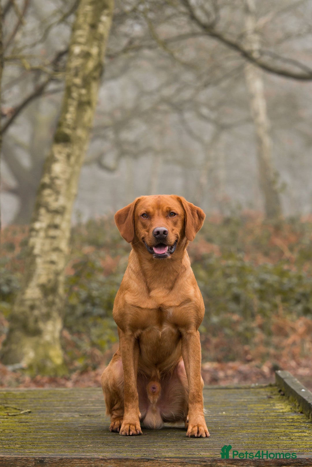 Labrador Retriever dogs for stud: 0/0 Hip & Elbows, Fully Health Tested in Tadcaster - Image 12