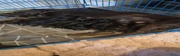 Sprocker dogs for sale: Beautiful sprocker puppies  - Advert 1