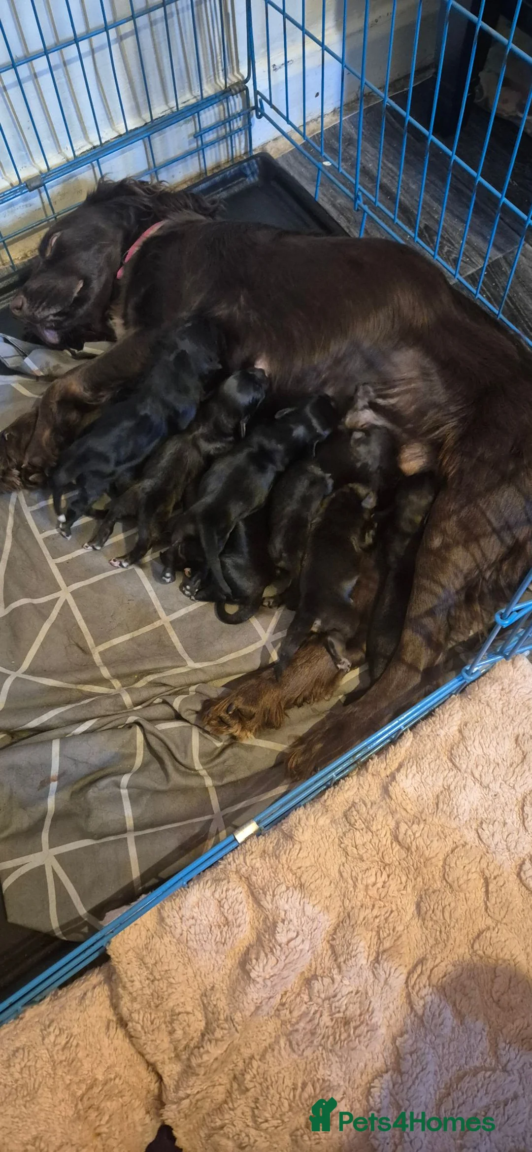 Sprocker dogs for sale: Beautiful sprocker puppies  - Advert 1