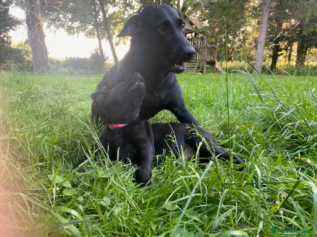 Labrador Retriever dogs for sale: Purebred Black Labrador Puppies  in Diss - Advert 2