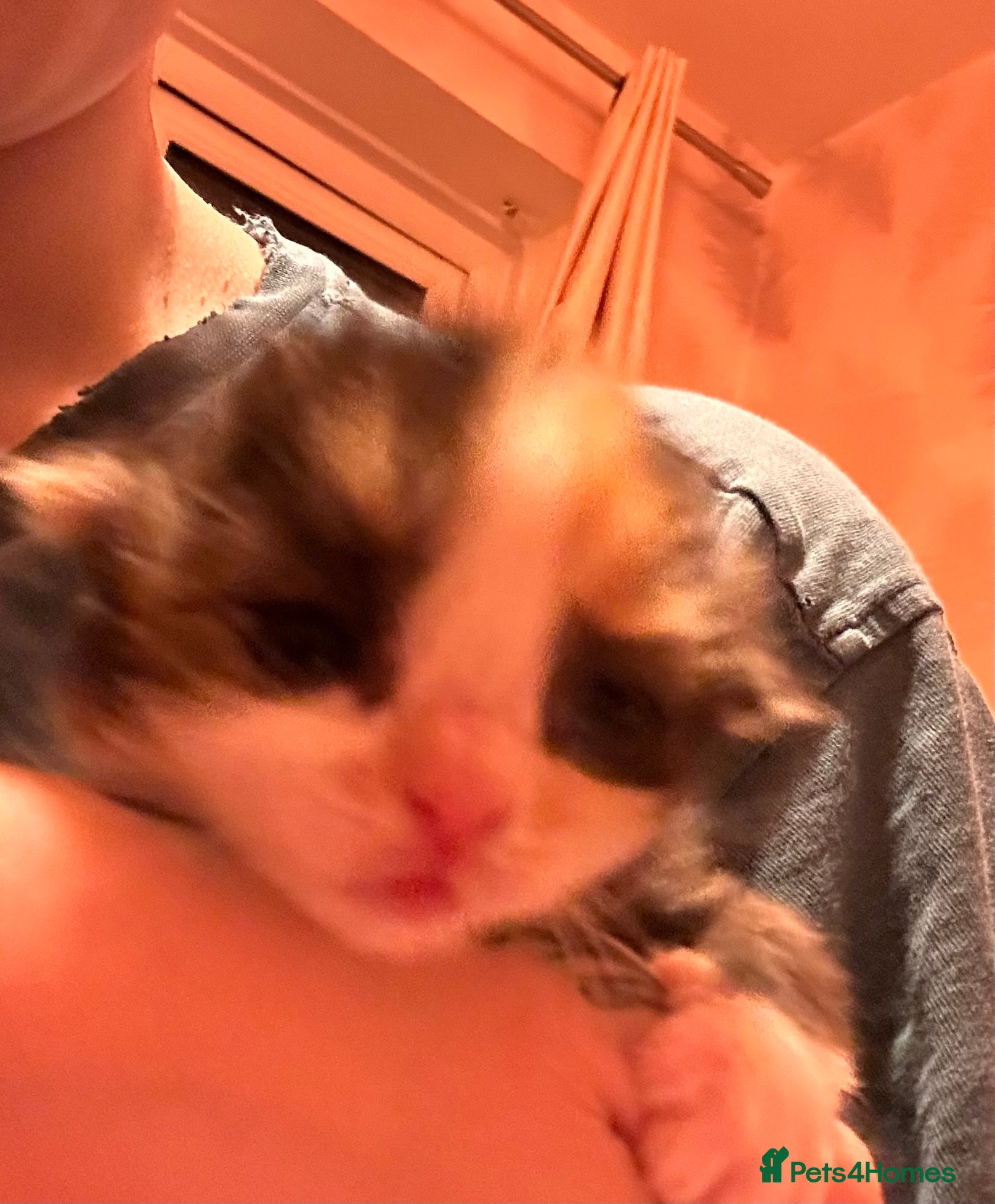 Ragcoon cats 4 stunning babies looking for forever 5* homes   - Advert 16