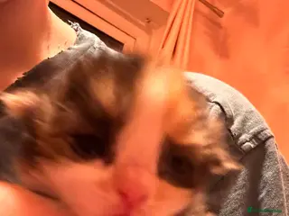 Ragcoon cats 4 stunning babies looking for forever 5* homes - Advert 16