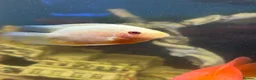 Sharks fish for sale: Tropical fish  in Port Talbot - Advert 4