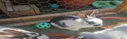 Mixed Breed rabbits for sale: 2 male rabbits for sale - Advert 2