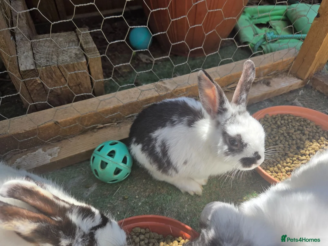 Mixed Breed rabbits for sale: 2 male rabbits for sale - Advert 2