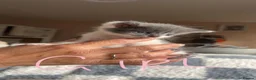 Domestic Shorthair cats for sale: Black, white and grey kittens - Advert 5