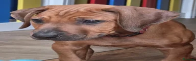 Rhodesian Ridgeback Puppy 3