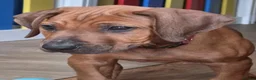 Rhodesian Ridgeback dogs for sale: KC Registered Rhodesian Ridgeback Puppies - Advert 29