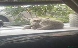 British Shorthair cats for sale: Beautiful British short hair kittens  - Image 25