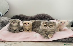 Scottish Fold cats for sale: Adorable Kittens Ready For New Home - Image 22