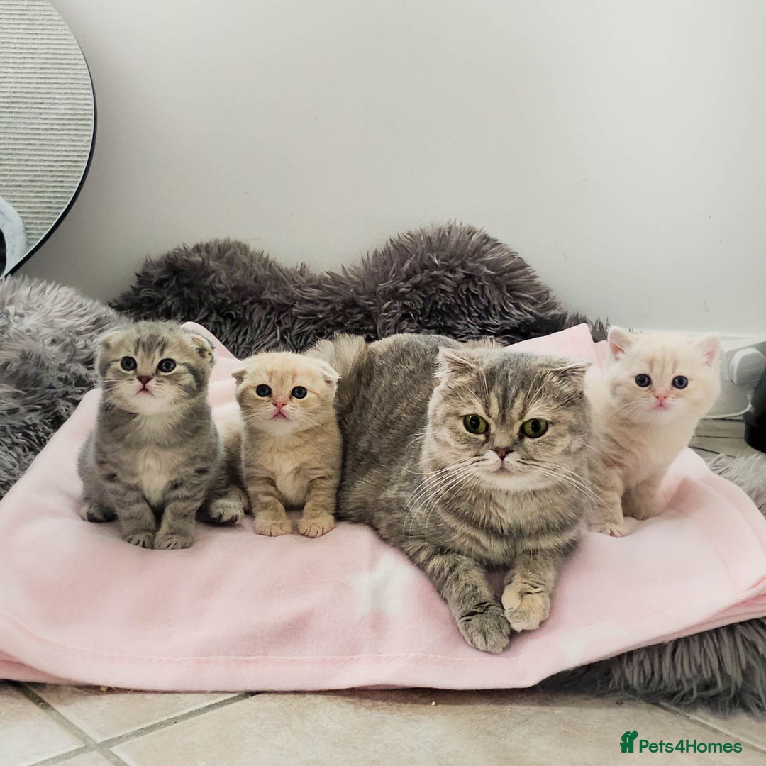 Scottish Fold cats for sale: Adorable Kittens Ready For New Home - Image 22