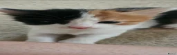 Mixed Breed cats for sale: 5 beautiful kittens looking for new home - Advert 11
