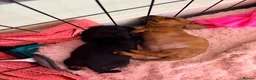 Miniature Dachshund dogs for sale: 2 x miniature dachshunds  in Colchester - Advert 9