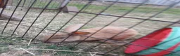 Mixed Breed rabbits for sale: Mini lop cross babies  - Advert 2