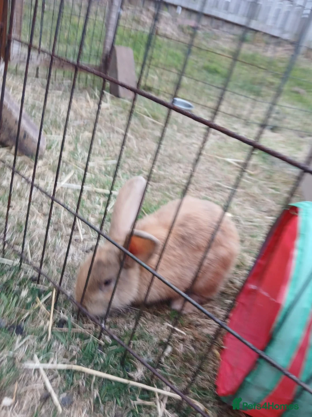 Mixed Breed rabbits for sale: Mini lop cross babies  - Advert 2