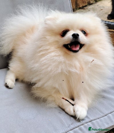 Pomeranian dogs in Taunton - Advert 2