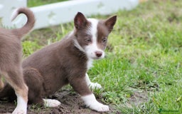 Border Collie dogs for sale: Border Collie Puppies  - Image 14