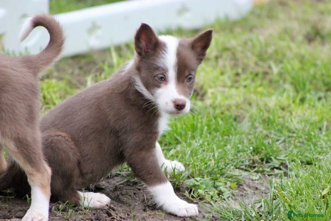 Border Collie dogs for sale: Border Collie Puppies  - Image 14