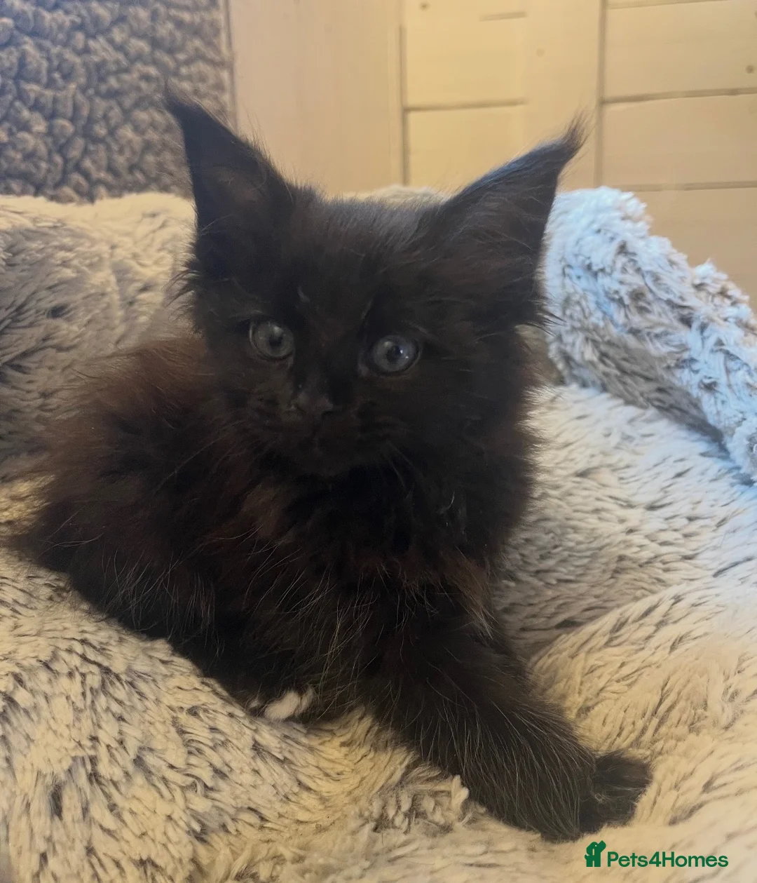 Maine Coon cats for sale: Pedigree Maine Coons - Advert 1