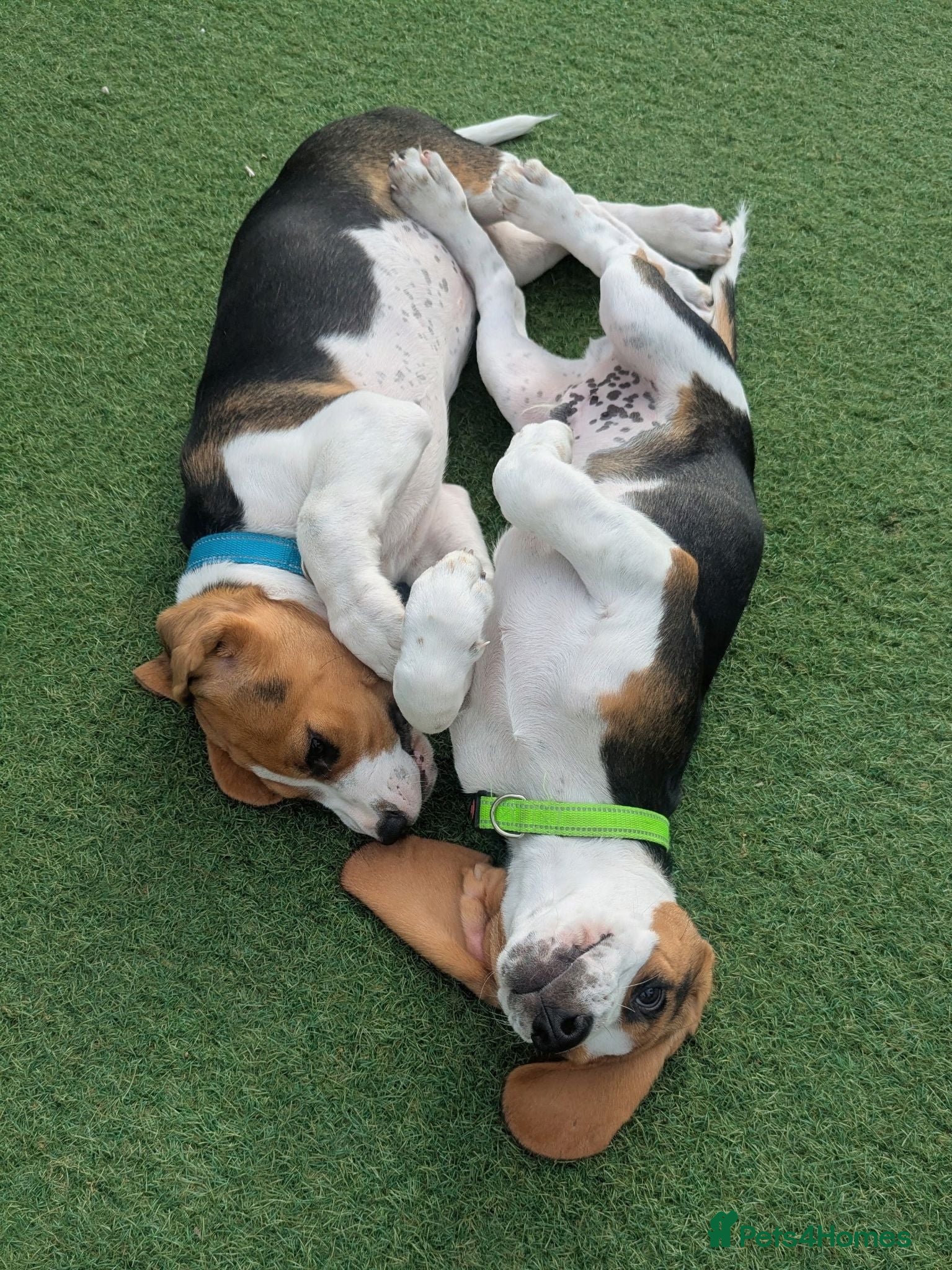 Beagle dogs Adorable Beagle Puppies  - Advert 1